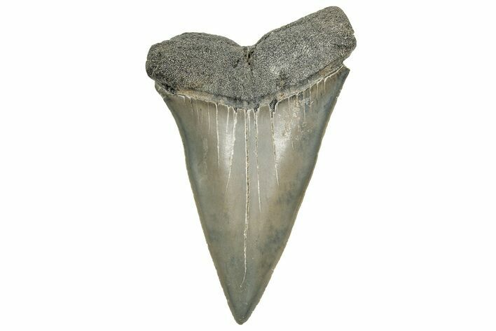 Fossil Broad-Toothed Mako Tooth - South Carolina #328967